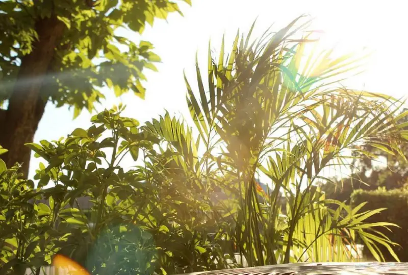 Photograph of greenery that provides shade in hot summer months.