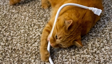 Cats Chew Power Cords