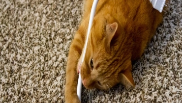 How to Keep Cats from Chewing on Cords