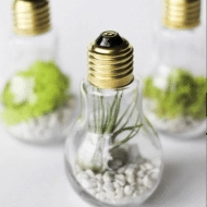 Light bulb terrarium.